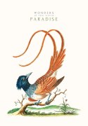 Kołozeszyt A4+ linia 80k papier kremowy, "Paradise" ASTRA, 104020005
